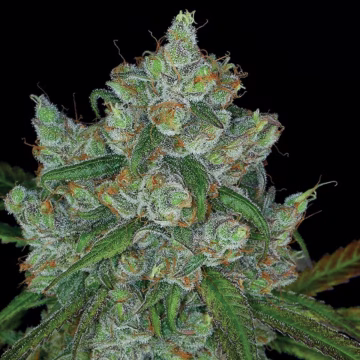 Bruce Banner #3 Cannabisblüte – gewachsen aus Feminisierte Hanfsamen von Anesia Seeds