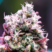 Amnesia Flash Auto Cannabisblüte – gewachsen aus Automatic Hanfsamen von Anesia Seeds