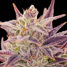 Auto Imperium X® Cannabisblüte – gewachsen aus Automatic Hanfsamen von Anesia Seeds