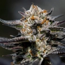 Calypso Sunrocks Cannabisblüte – gewachsen aus Feminisierte Hanfsamen von Anesia Seeds