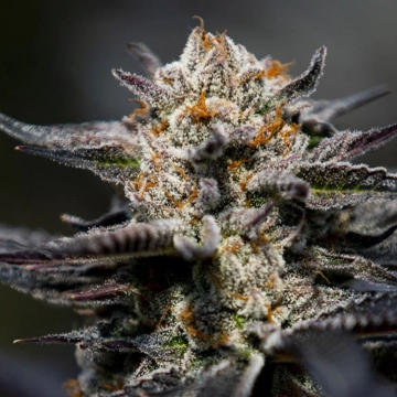 Calypso Sunrocks Cannabisblüte – gewachsen aus Feminisierte Hanfsamen von Anesia Seeds