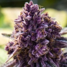 Dankberry Cannabisblüte – gewachsen aus Feminisierte Hanfsamen von Anesia Seeds