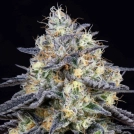 Foster Cannabisblüte – gewachsen aus Feminisierte Hanfsamen von Anesia Seeds