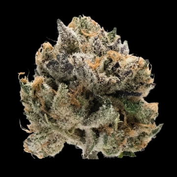 Double xl Tropical Cookies Cannabisblüte – gewachsen aus Automatic Hanfsamen von Growers Choice