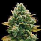 GODFATHER BOMB Cannabisblüte – gewachsen aus Feminisierte Hanfsamen von Bomb Seeds