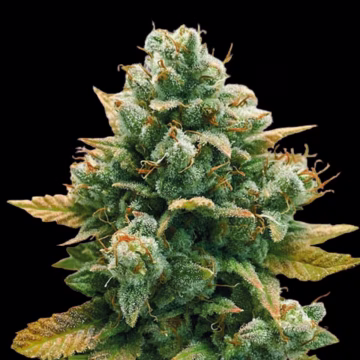 GODFATHER BOMB Cannabisblüte – gewachsen aus Feminisierte Hanfsamen von Bomb Seeds