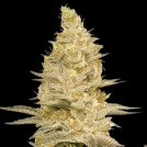 GLOOKIE BOMB Cannabisblüte – gewachsen aus Feminisierte Hanfsamen von Bomb Seeds