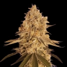 BAKED BOMB Cannabisblüte – gewachsen aus Feminisierte Hanfsamen von Bomb Seeds