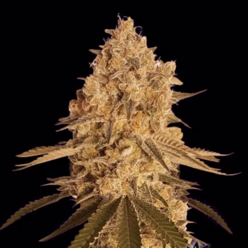 BAKED BOMB Cannabisblüte – gewachsen aus Feminisierte Hanfsamen von Bomb Seeds