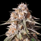 BAKED BOMB AUTO Cannabisblüte – gewachsen aus Automatic Hanfsamen von Bomb Seeds