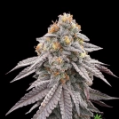 RUNTZ BOMB Cannabisblüte – gewachsen aus Feminisierte Hanfsamen von Bomb Seeds
