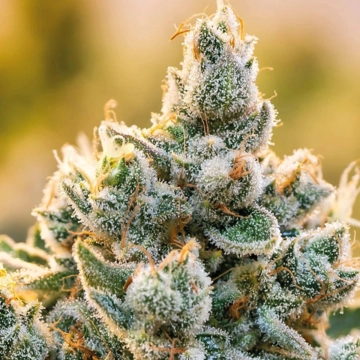 Vanilla Frosting Cannabisblüte – gewachsen aus Feminisierte Hanfsamen von Anesia Seeds