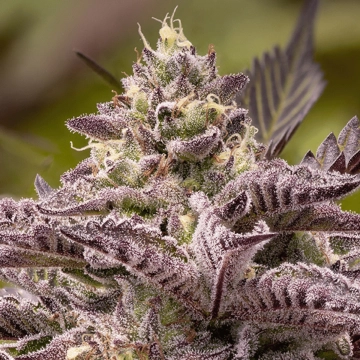 Tahiti Vibez Auto Cannabisblüte – gewachsen aus Automatic Hanfsamen von Anesia Seeds