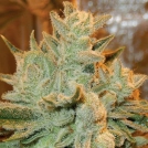 Auto Betty Cannabisblüte – gewachsen aus Automatic Hanfsamen von Anesia Seeds