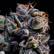 Auto Blueberry Banana Cannabisblüte – gewachsen aus Automatic Hanfsamen von Anesia Seeds