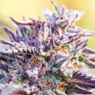 Auto BubbleGum Cannabisblüte – gewachsen aus Automatic Hanfsamen von Anesia Seeds
