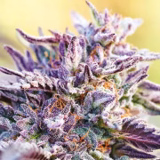 Auto BubbleGum Cannabisblüte – gewachsen aus Automatic Hanfsamen von Anesia Seeds