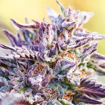 Auto BubbleGum Cannabisblüte – gewachsen aus Automatic Hanfsamen von Anesia Seeds