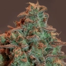 Auto Nova OG Cannabisblüte – gewachsen aus Automatic Hanfsamen von Anesia Seeds