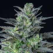 Auto Sleepy Joe Cannabisblüte – gewachsen aus Automatic Hanfsamen von Anesia Seeds