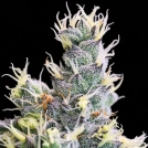 Auto Yuhbary Cannabisblüte – gewachsen aus Automatic Hanfsamen von Anesia Seeds