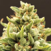 Banana Kush Auto Cannabisblüte – gewachsen aus Automatic Hanfsamen von Anesia Seeds