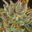 Fat Monkey Auto Cannabisblüte – gewachsen aus Automatic Hanfsamen von Anesia Seeds