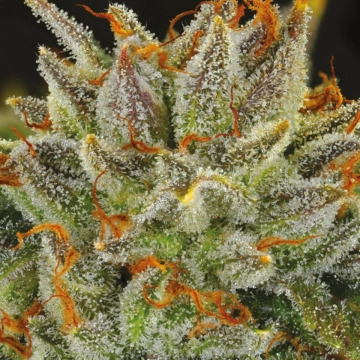 Fat Monkey Auto Cannabisblüte – gewachsen aus Automatic Hanfsamen von Anesia Seeds