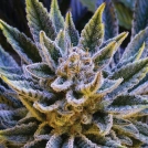 Pineapple Runtz Auto Cannabisblüte – gewachsen aus Automatic Hanfsamen von Anesia Seeds