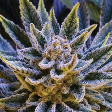 Pineapple Runtz Auto Cannabisblüte – gewachsen aus Automatic Hanfsamen von Anesia Seeds