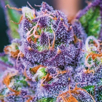 Purple Domina Auto Cannabisblüte – gewachsen aus Automatic Hanfsamen von Anesia Seeds