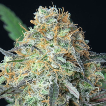 Rainbow Donut Auto Cannabisblüte – gewachsen aus Automatic Hanfsamen von Anesia Seeds