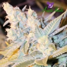 Triple Cheese Auto Cannabisblüte – gewachsen aus Automatic Hanfsamen von Anesia Seeds