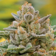 Big Bazooka Auto Cannabisblüte – gewachsen aus Automatic Hanfsamen von Anesia Seeds