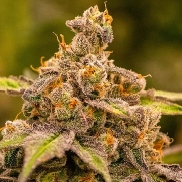 UMME Cannabisblüte – gewachsen aus Feminisierte Hanfsamen von Anesia Seeds