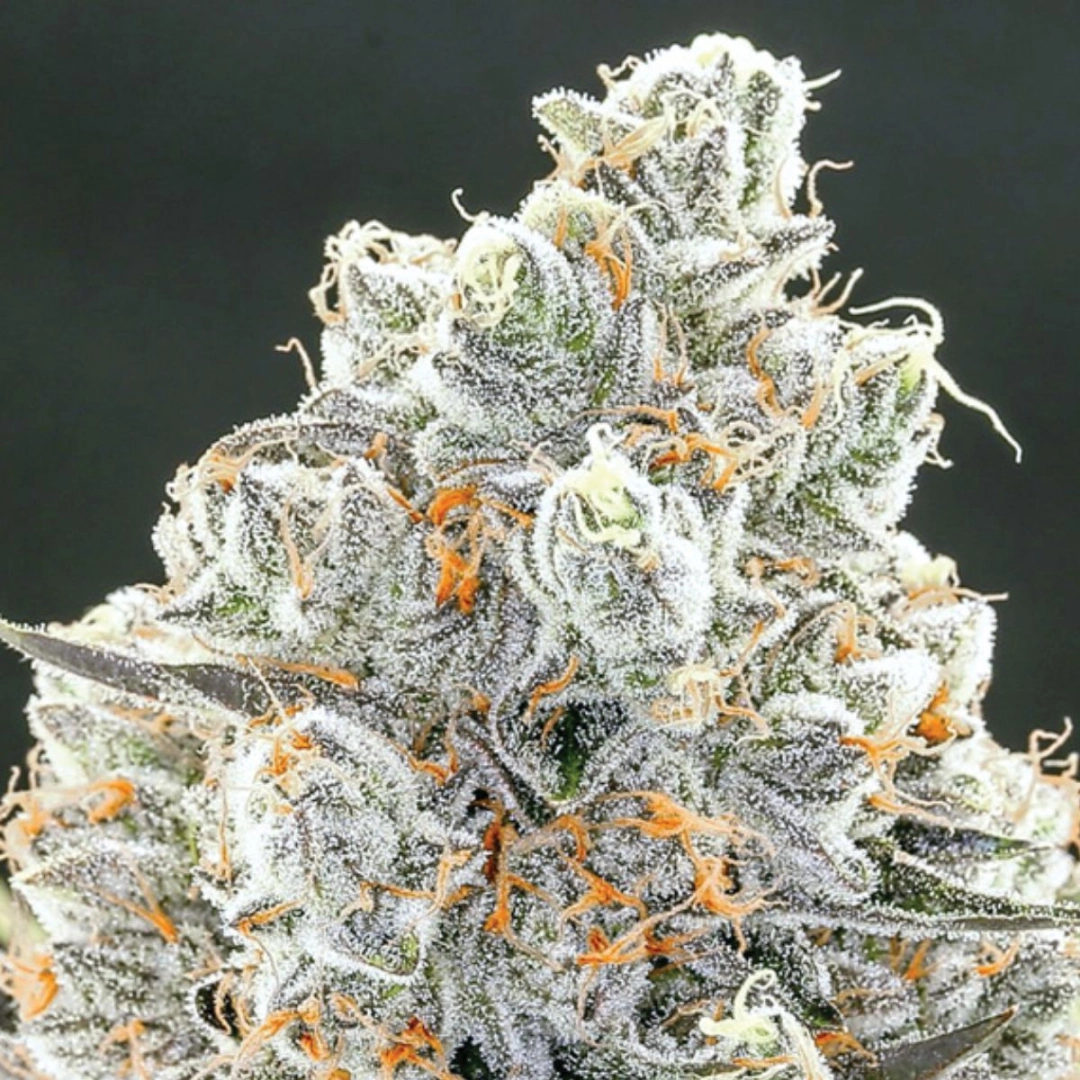 Original Gorilla #4 – Anesia Seeds – Feminisiert
