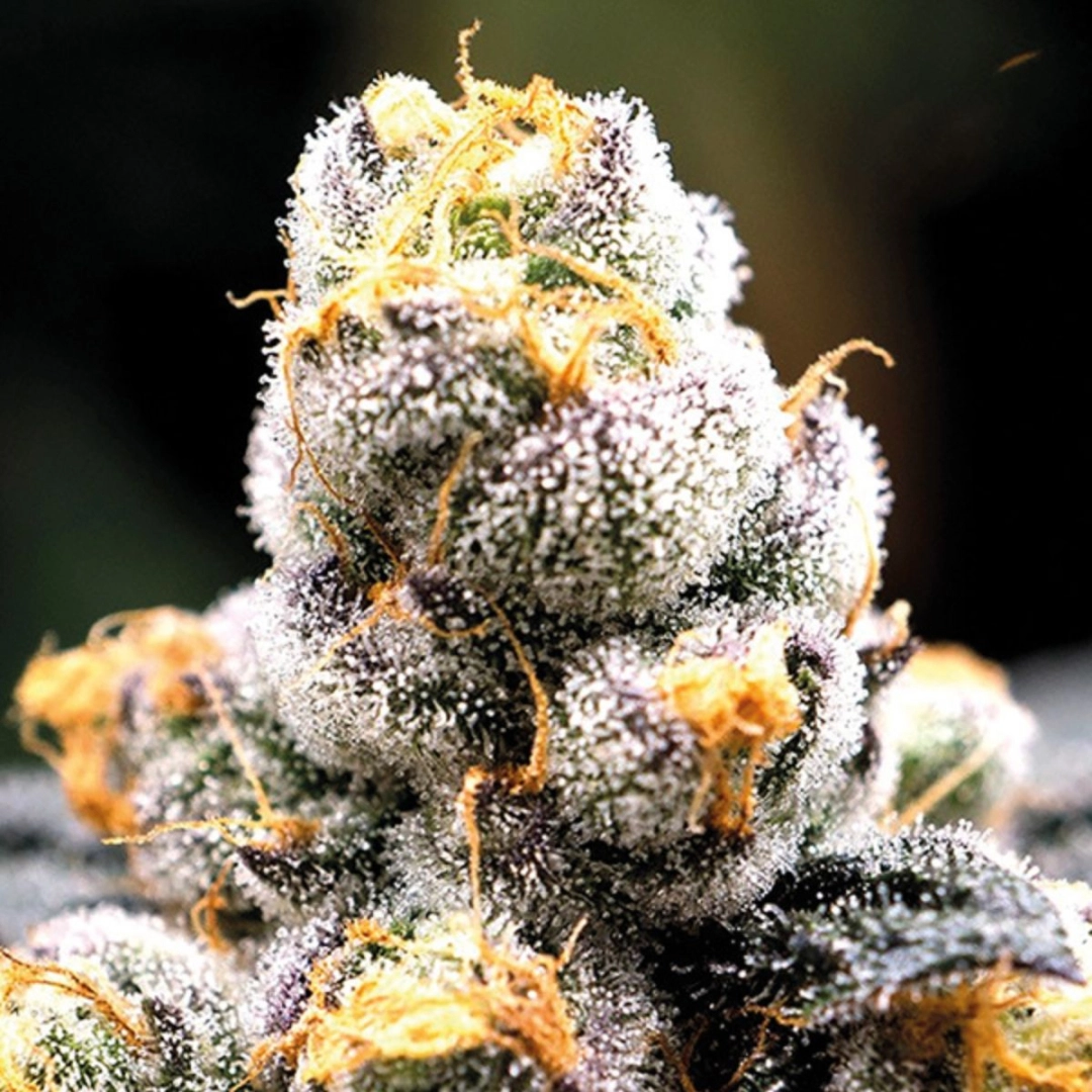 Anesia Scout Cookies – Anesia Seeds – Feminisiert