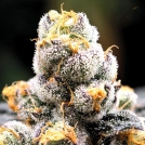 Anesia Scout Cookies Cannabisblüte – gewachsen aus Feminisierte Hanfsamen von Anesia Seeds