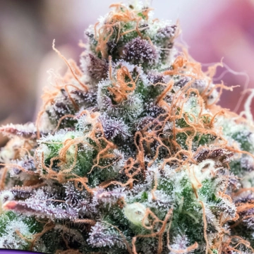 Future Island Cannabisblüte – gewachsen aus Feminisierte Hanfsamen von Anesia Seeds