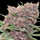 Gelato Dream Cannabisblüte – gewachsen aus Feminisierte Hanfsamen von Anesia Seeds