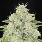 Haze Queen Cannabisblüte – gewachsen aus Feminisierte Hanfsamen von Anesia Seeds