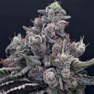 Mob Boss Cannabisblüte – gewachsen aus Feminisierte Hanfsamen von Anesia Seeds