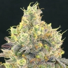 Nova OG Cannabisblüte – gewachsen aus Feminisierte Hanfsamen von Anesia Seeds