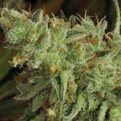 Sour Apple Cannabisblüte – gewachsen aus Feminisierte Hanfsamen von Anesia Seeds