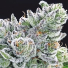 Sour Betty Cannabisblüte – gewachsen aus Feminisierte Hanfsamen von Anesia Seeds