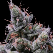 Strawberry Kush Cannabisblüte – gewachsen aus Feminisierte Hanfsamen von Anesia Seeds