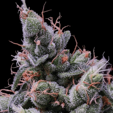Strawberry Kush Cannabisblüte – gewachsen aus Feminisierte Hanfsamen von Anesia Seeds