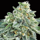 Strawberry Tree Cannabisblüte – gewachsen aus Feminisierte Hanfsamen von Anesia Seeds