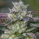 The Sin Cannabisblüte – gewachsen aus Feminisierte Hanfsamen von Anesia Seeds