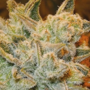 White runtz Cannabisblüte – gewachsen aus Feminisierte Hanfsamen von Anesia Seeds